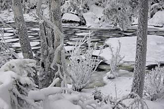 A snow-white bush on the coast between the tree trunks