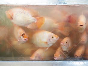 The red tilapia is swimming in the fish tank