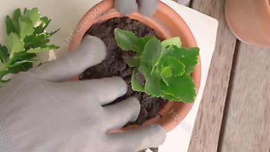 planting a houseplant in a pot
