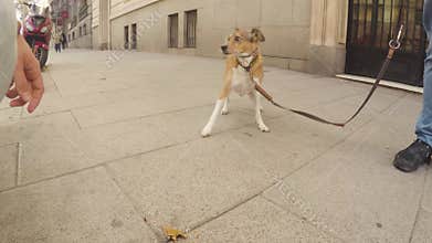 Scared dog approaches to smell a person's hand and runs away