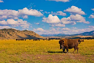 Bisons in Yellowstone National Park