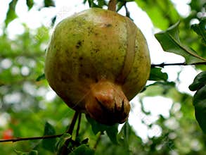 Pomegranate, the fruit of heaven is rich in benefits