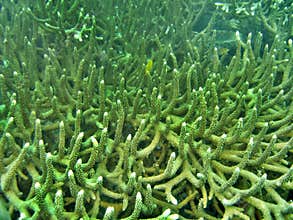 Texture - Hard Coral