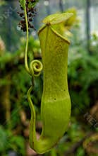 Pitcher Plant Nepenthes truncata Macfarl