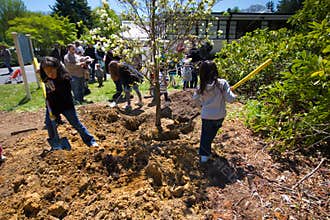 Tree Planting