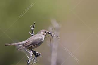 Female White-throated Robin (Irania gutturalis)