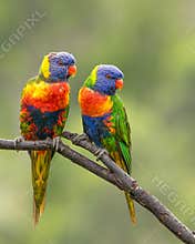 A pair of colorful rainbow lorikeets concentrating on something of interest