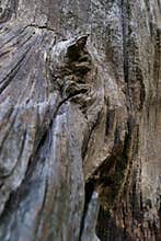 wood, root, structure, background, pattern, nature, forest, bea