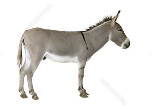 Dark grey dun