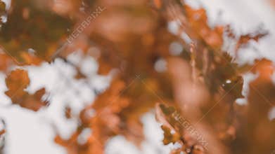 Autumn Foliage In Sun. Colors Of Autumn. Autumn Forest At Sunny Weather. Oak Foliage. Autumn Foliage Of Oak.
