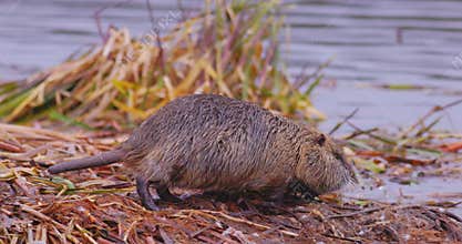 Coypu - Myocastor coypus, also known as river rat or nutria, is large, herbivorous, semiaquatic rodent and only member