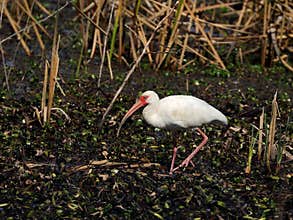 White Ibis wades through wetland habitat