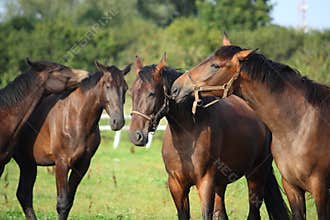 Two brown horses nuzzling each other