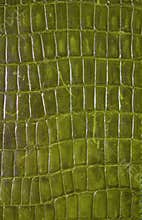 Reptile Texture