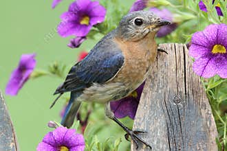 Female Eastern Bluebird