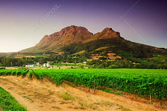 Landscape image of a vineyard, Stellenbosch, South Africa.