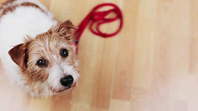Cute happy dog puppy looking at her owner and begging for a walk with her leash