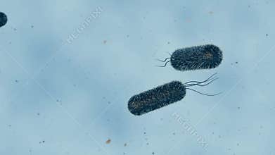 3d animation of motion of Escherichia coli