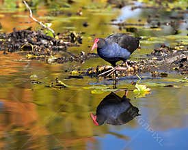 Waterfowl