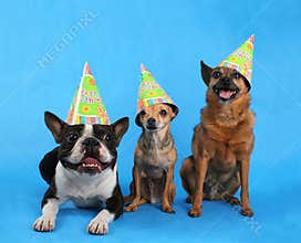 Birthday trio