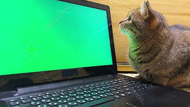 Funny video of a cat near an open laptop with a green screen. Tabby cat with round surprised eyes close-up.