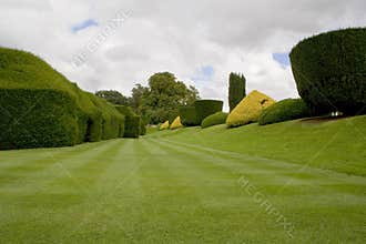Topiary hedges and lawn