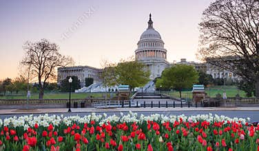 US Capitol Spring Washington DC