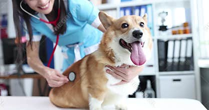 Veterinarian examines dog on table in veterinary clinic listens to heartbeat with stethoscope