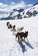 Dog Sledding Adventure