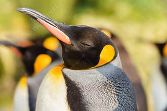 Majestic King Penguin Captured in Vibrant Natural Habitat
