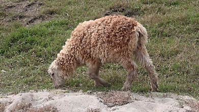 A sheep grazing in a meadow and chews on the green grass. It is locally called Vera in Bangladesh.