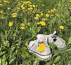n spring, flowers, dandelions lie in gray sneakers
