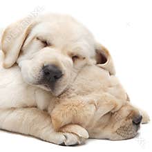 Labrador puppies sleeping