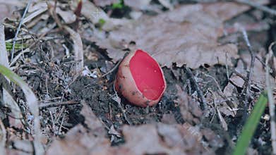 Sarcoscypha Coccinea. Scarlet Elf Cup Fungi. Forest Mushrooms. Scarlet Elf Cup On Forest Floor. Spring Edible Mushrooms
