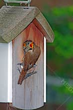 House Wren feeding young at birdhouse in Spring