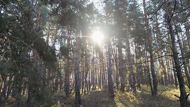 Pine forest. The summer rays of the sun are breaking through the branches of the pines. Beauty in the wild. Coniferous