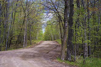 Winding road, maple forest, spring