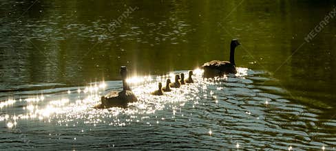 A Family of Geese Swimming Together in Early Morning Sunrise