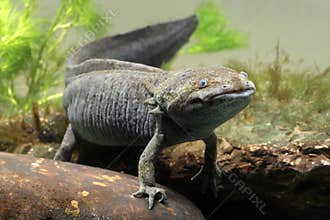 Axolotl, Ambystoma mexicanum