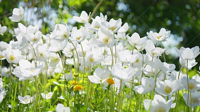 White flowers nature plant water rain sun light close up macro