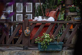 A cat sleeping peacefully in a tranquil location