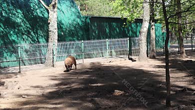 Giraffe Roaming in Zoo Enclosure