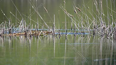 The red-necked grebe pair builds a nest. (Podiceps grisegena).