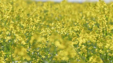 Beautiful Field With Blooming Yellow Flowers. Colorful Field Of Yellow Blooming Flowers. Yellow Field In Bloom. Summer