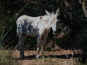donkey, equine, domestic, white, ungulates, spain, animal, fauna