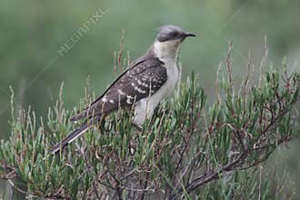Great-spotted cuckoo, Clamator glandarius