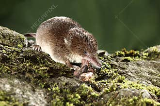 Common shrew, Sorex araneus