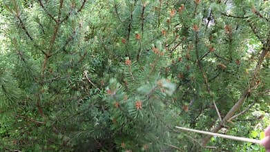 Pine scatters pollen