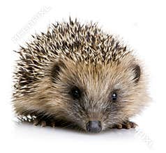 Hedgehog (1 months)