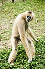 White gibbon.